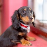 ミニチュアダックスフンド(ロング)