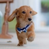 ミニチュアダックスフンド(ロング)