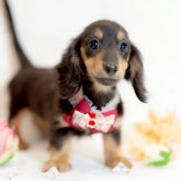 ミニチュアダックスフンド(ロング)