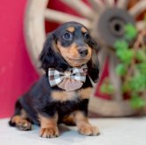 ミニチュアダックスフンド(ロング)