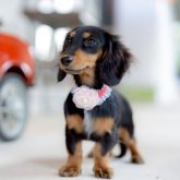 カニンヘンダックスフンド(ロング)