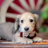 ミニチュアダックスフンド(ロング)【香川県・女の子・2025年9月5日・シェーデッドイエロー(クリーム)】の写真1