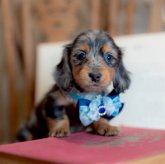 ミニチュアダックスフンド(ロング)