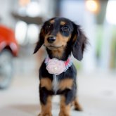 カニンヘンダックスフンド(ロング)