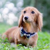 ミニチュアダックスフンド(ロング)