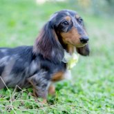 ミニチュアダックスフンド(ロング)