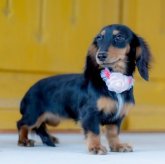 カニンヘンダックスフンド(ロング)