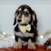 ミニチュアダックスフンド(ロング)【香川県・男の子・2025年9月5日・ブラックイエロー(クリーム)】の写真2