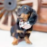 ミニチュアダックスフンド(ロング)【香川県・女の子・2025年7月31日・ブラックタン】の写真3