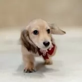 ミニチュアダックスフンド(ロング)【香川県・女の子・2025年9月5日・シェーデッドイエロー(クリーム)】の写真4