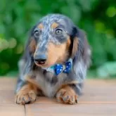 ミニチュアダックスフンド(ロング)【香川県・男の子・2025年5月8日・シルバーダップル】の写真4