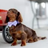 ミニチュアダックスフンド(ロング)【香川県・男の子・2025年4月26日・チョコレート&タン】の写真4