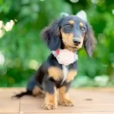 カニンヘンダックスフンド(ロング)【香川県・女の子・2025年5月4日・ブラックタン】の写真5