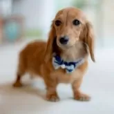 ミニチュアダックスフンド(ロング)【香川県・女の子・2025年5月18日・シェーデッドイエロー】の写真6