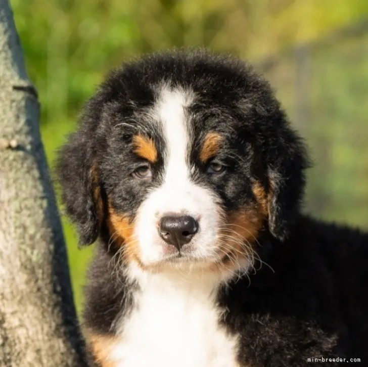 K.N 様のお迎えした子犬