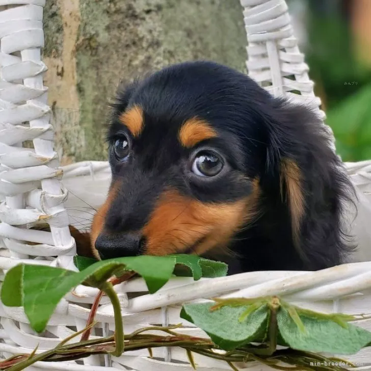 ミニトマト 様のお迎えした子犬