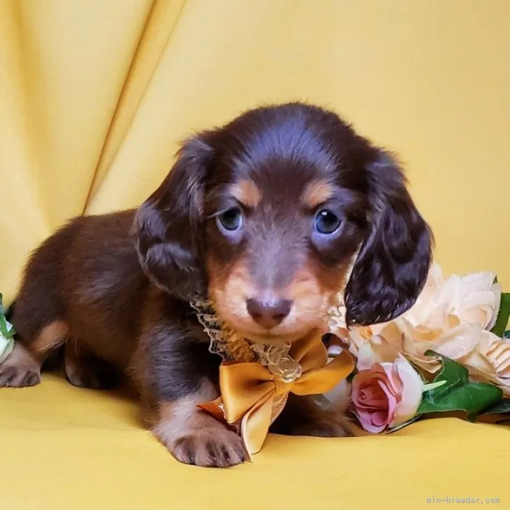 k 様のお迎えした子犬