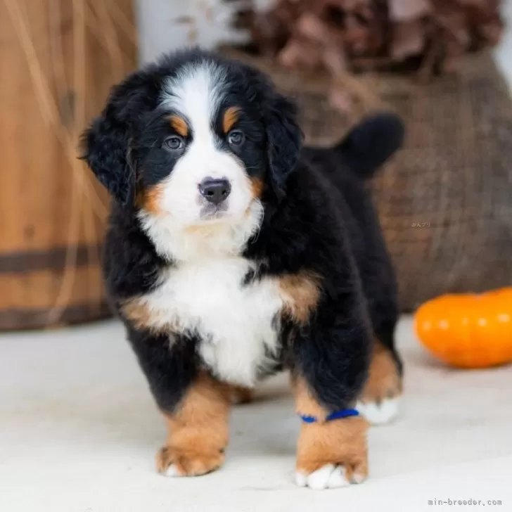 ID:2402-00759の子犬