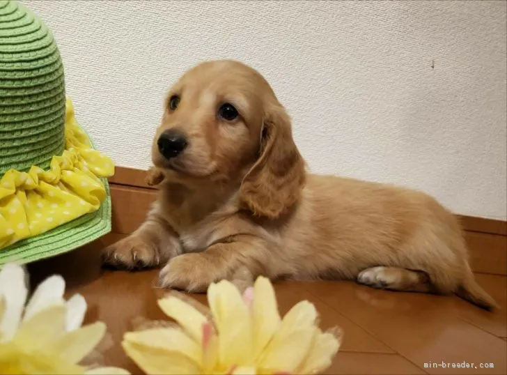 C.N 様のお迎えした子犬