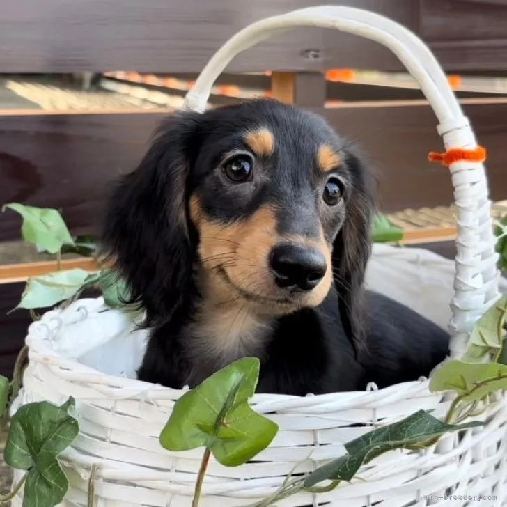 ID：2308-04258の子犬