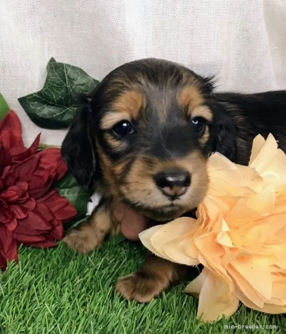 ID:2206-03022の子犬