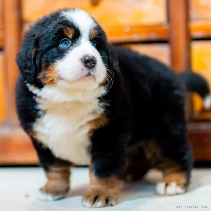 ID:2404-01819の子犬