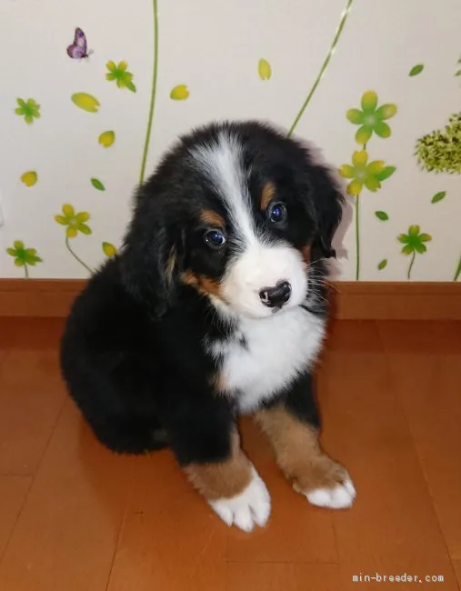 Y.A 様のお迎えした子犬