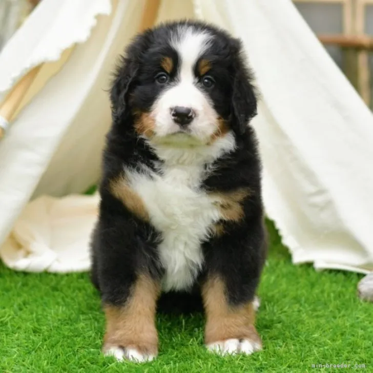 ID:2312-00250の子犬
