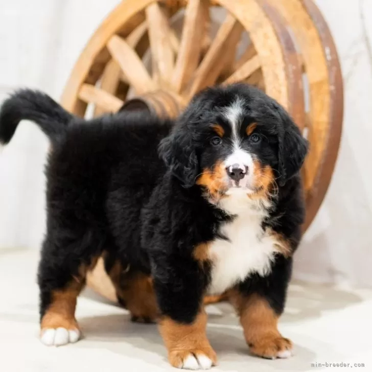 akinozizi 様のお迎えした子犬