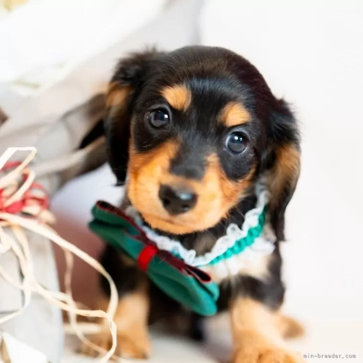 ID：2407-05361の子犬
