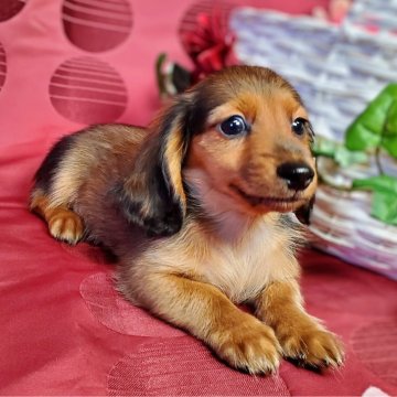 カニンヘンダックスフンド(ロング)【香川県・男の子・2023年9月26日・シェーデッドレッド】の写真「Cool Beauty❤」