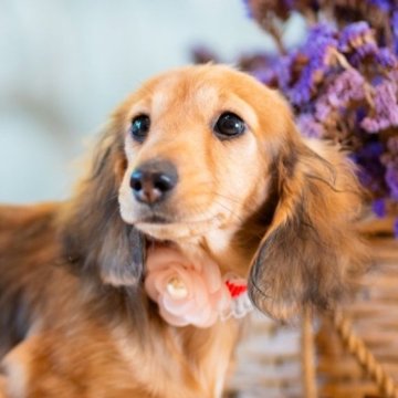 ミニチュアダックスフンド(ロング)【香川県・女の子・2023年12月11日・シェーデッドイエロー】の写真「高級感漂うJewel Girl❣️」