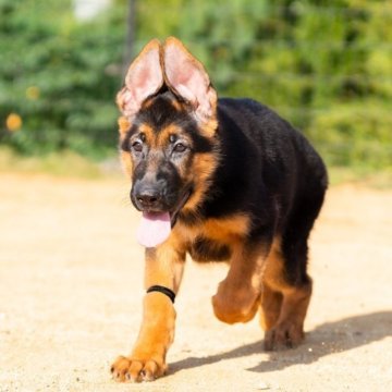 ジャーマン・シェパード・ドッグ【香川県・男の子・2023年7月21日・ブラックタン】の写真「母親外産🇮🇹両親ともに優秀血統です！」