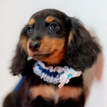 ミニチュアダックスフンド(ロング)【香川県・女の子・2024年7月22日・ブラック&タン】の写真「極小のミニミニPrincessです°・*:.。.☆」