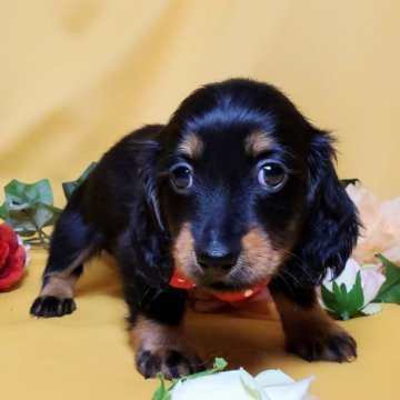 ミニチュアダックスフンド(ロング)【香川県・女の子・2023年7月21日・ブラック&タン】の写真「❤可愛い×可愛い❤」