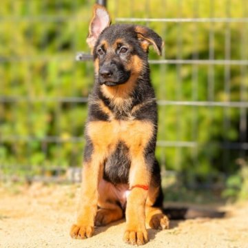 ジャーマン・シェパード・ドッグ【香川県・女の子・2023年7月21日・ブラックタン】の写真「母親外産🇮🇹超優秀血統の子ども達です！」
