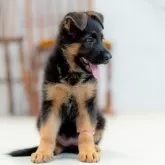 ジャーマン・シェパード・ドッグ【香川県・女の子・2024年8月1日・ブラックタン】の写真2