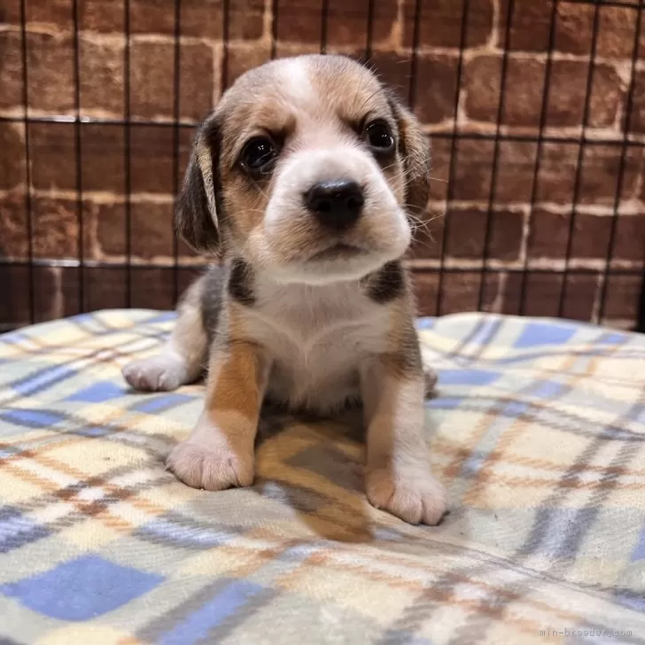 ヒロッシオ 様のお迎えした子犬