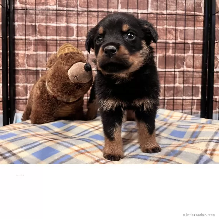ID:2504-06823の子犬