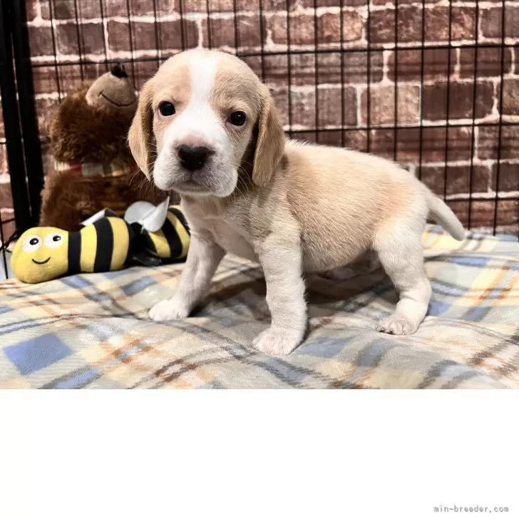 J.O 様のお迎えした子犬