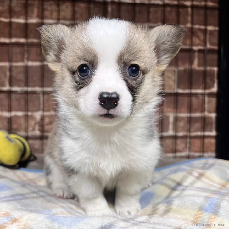 ID:2412-07012の子犬