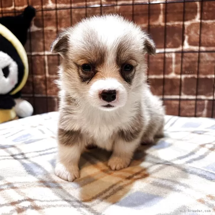 ID：2507-08394の子犬