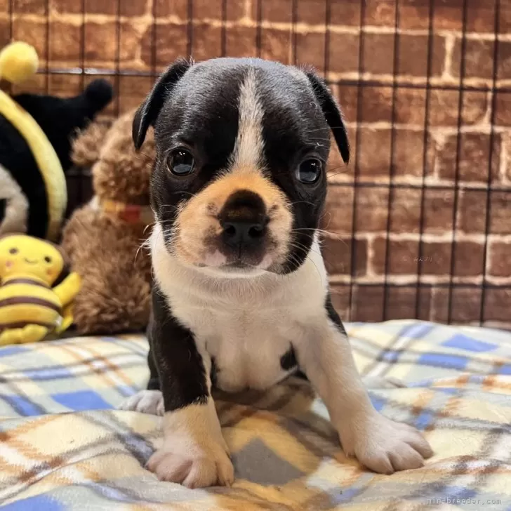 ボストンテリア【埼玉県・女の子・2025年9月12日・ボストンカラー】の写真1