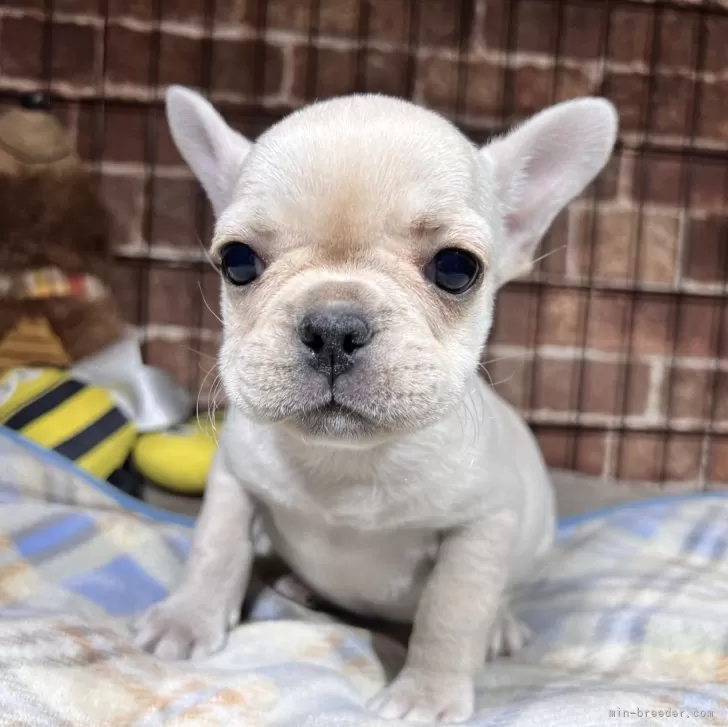 ID:2412-07018の子犬
