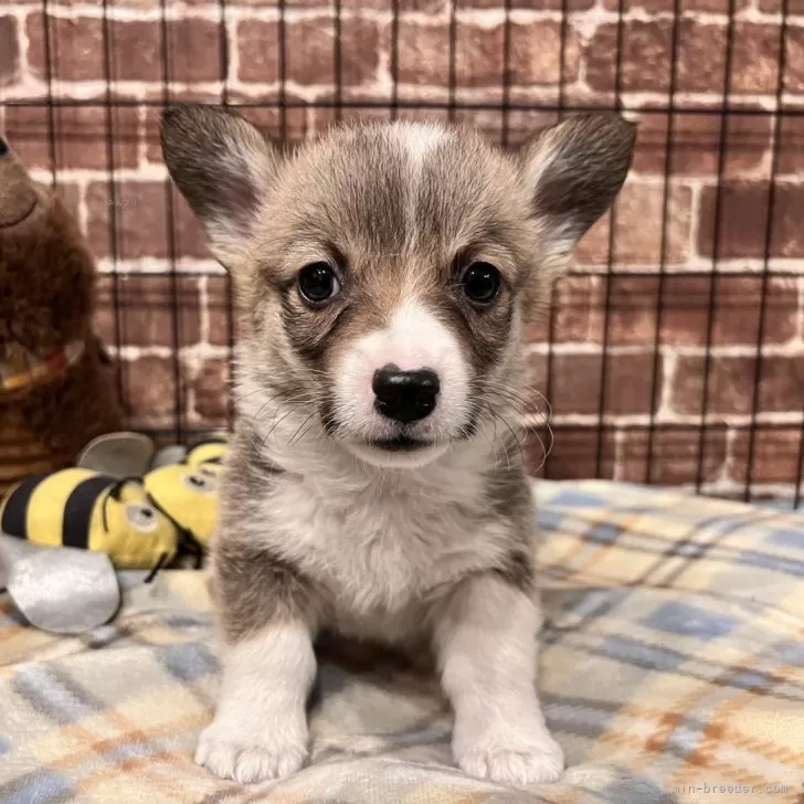 KT 様のお迎えした子犬
