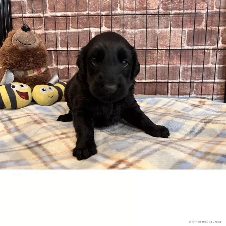 ID:2504-06826の子犬