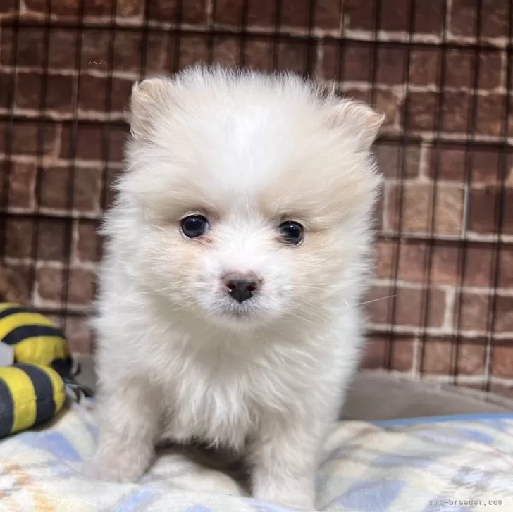 S.H 様のお迎えした子犬