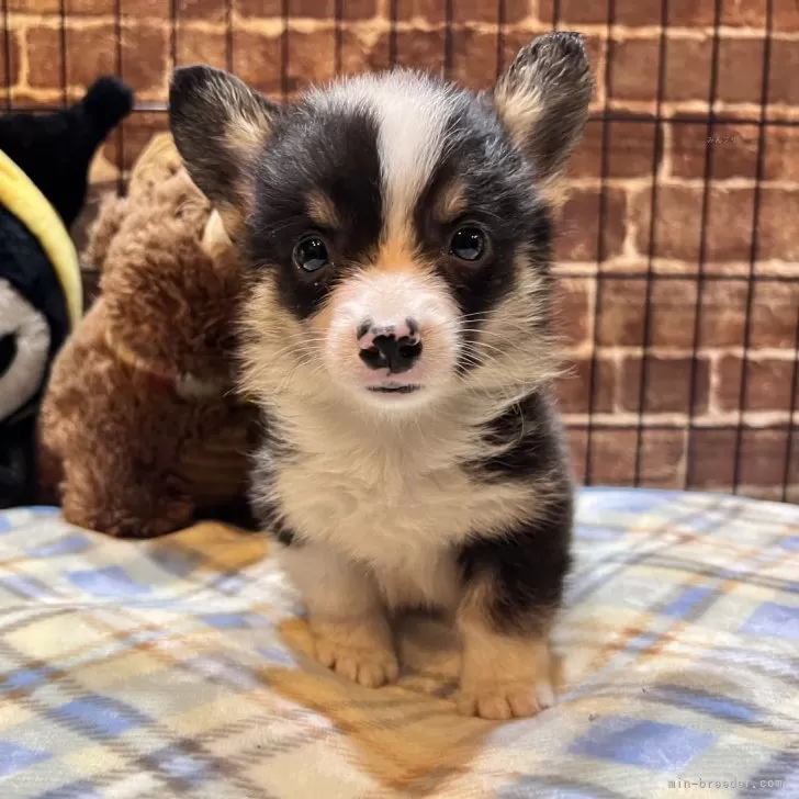 ID：2508-05982の子犬