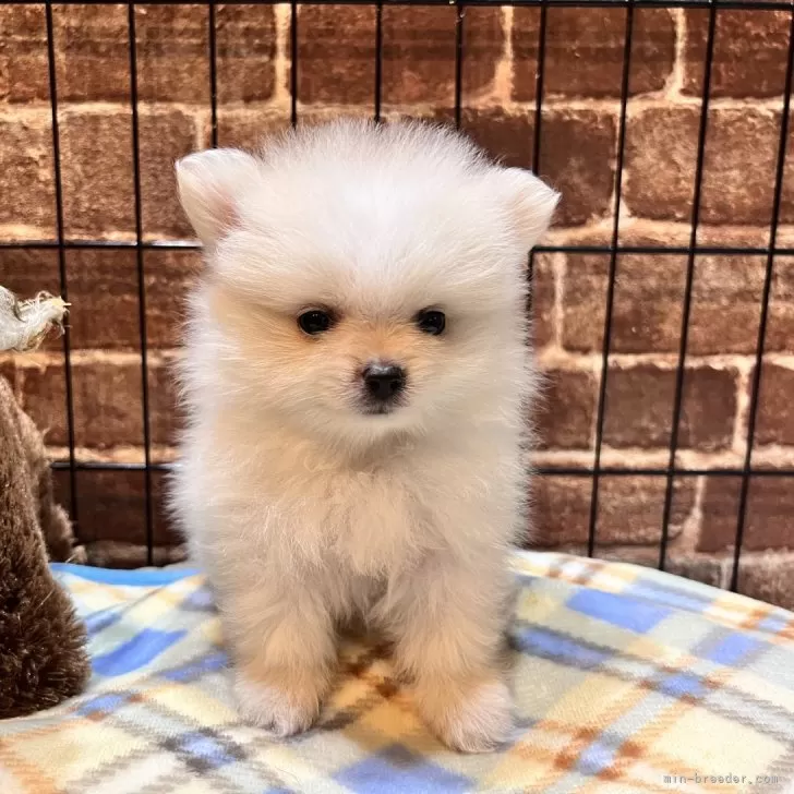 ID：2509-04549の子犬