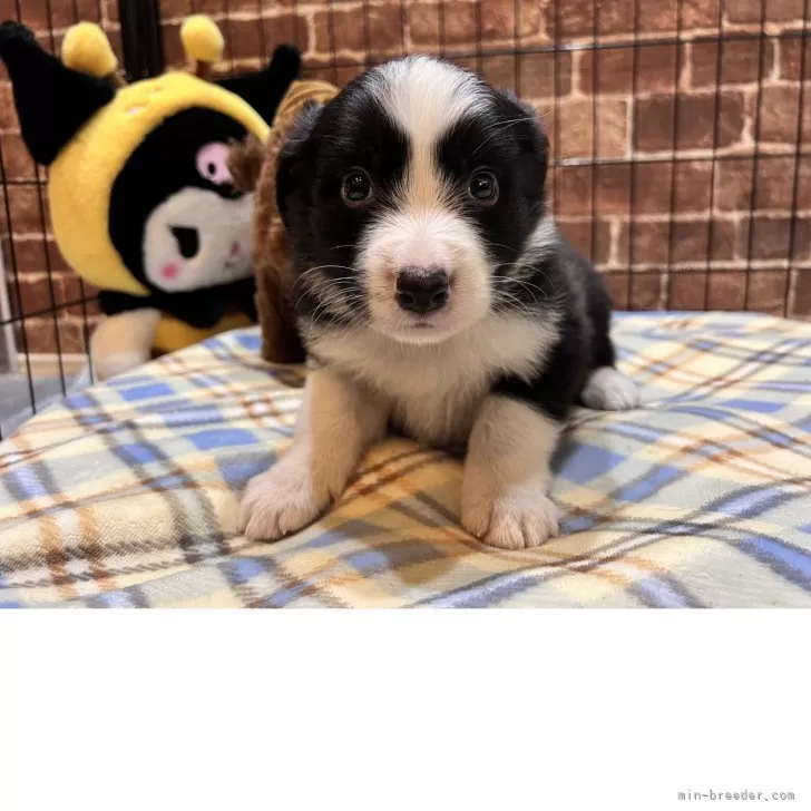 ID:2507-00557の子犬